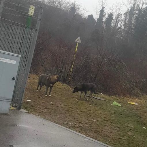 Animali randagi fuori controllo: Torino nord punta sulle sterilizzazioni