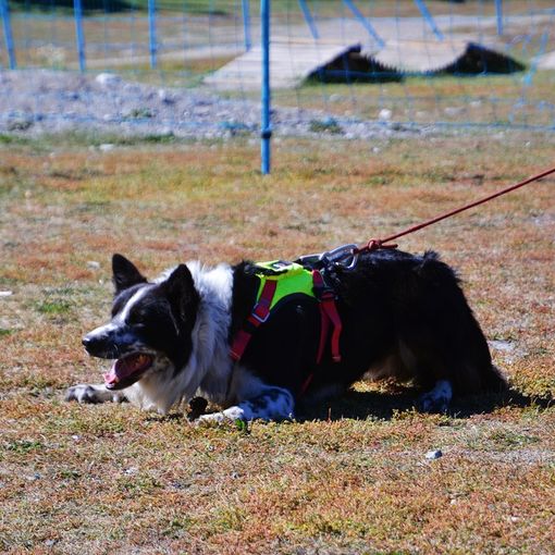 A Bardonecchia l'esame finale per i cani del Soccorso Alpino e Speleologico [FOTO]