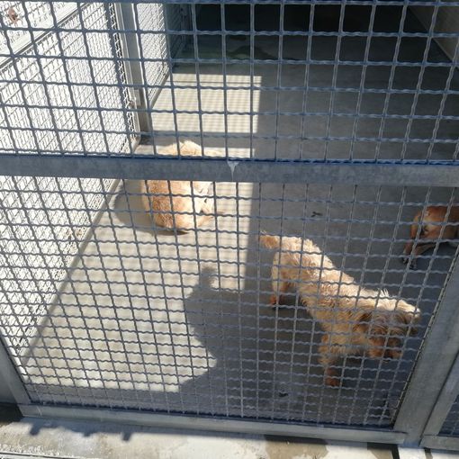 La custode del canile di via Germagnano aggredita e ferita da alcuni nomadi