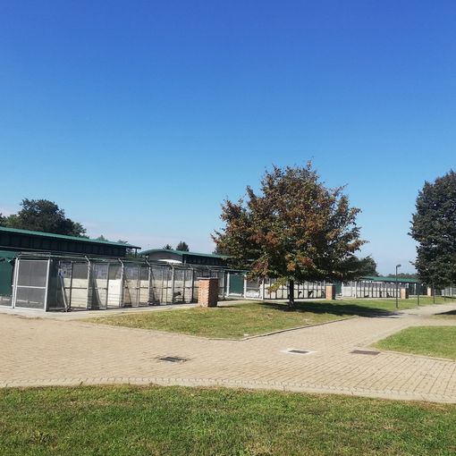 Fase 2 Torino, il canile di Strada Cuorgnè verso la riapertura al pubblico