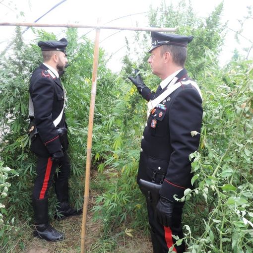 &quot;Droga fai da te&quot; in continuo aumento: la produzione di cannabis è diventata un business