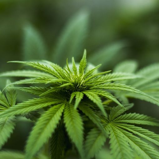 Differenza tra marijuana illegale, marijuana light e marijuana medica