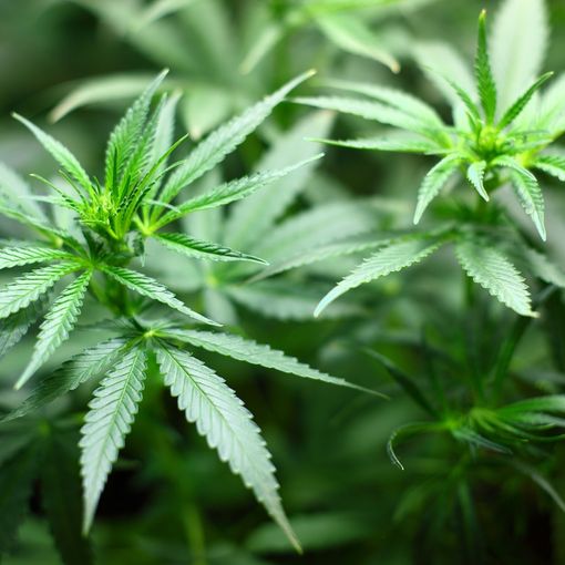 Hashish legale, come comprarlo online