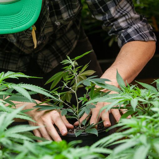 Il successo della cannabis light