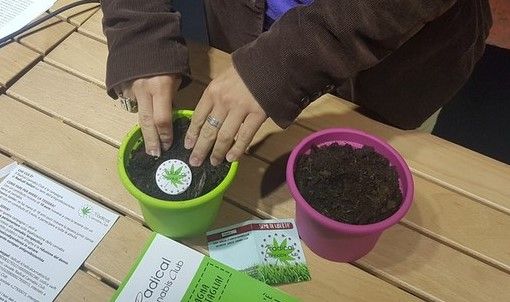 Efficacia e sicurezza della cannabis terapeutica: al via uno studio della Regione Piemonte con l’Università di Torino