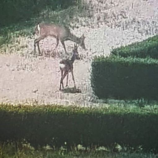 Coronavirus, meno auto in circolazione: così si vedono i caprioli correre dentro il parco di Stupinigi