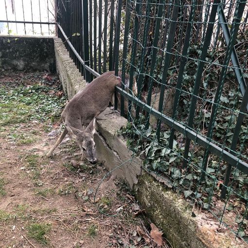 Rivoli, femmina di capriolo intrappolata in un cancello: soccorsa dagli operatori faunistici del Canc