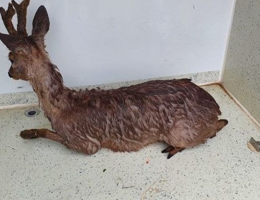 capriolo moncalieri