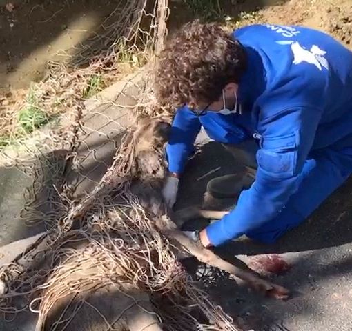 capriolo recuperato