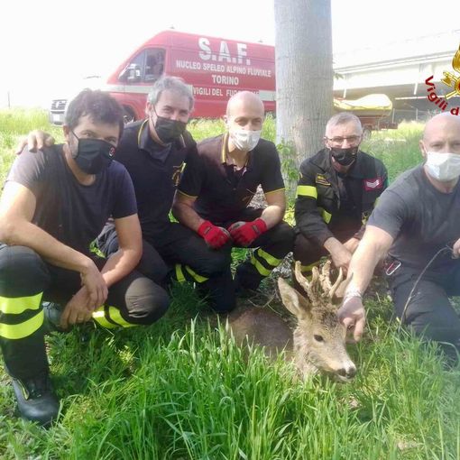 animali salvati dai vigili del fuoco animali salvati dai vigili del fuoco