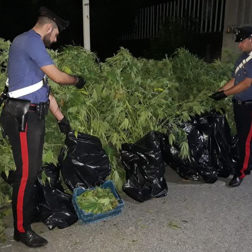 Cuorgnè: casa di campagna era in realtà una mini-industria della marijuana