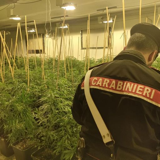 Una serra di marijuana nel capannone abbandonato: trovate 903 piante e 67 kg già raccolti