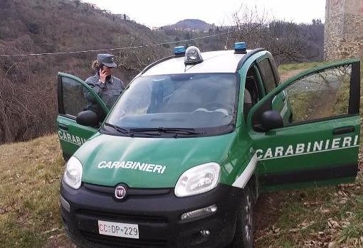 A Frossasco disboscamento illecito per oltre 3 mila metri quadrati
