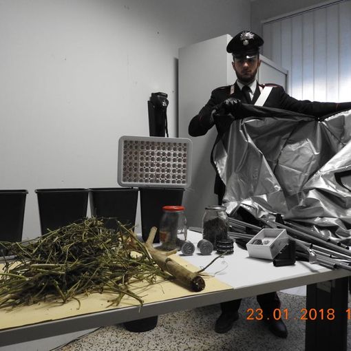 &quot;Pensavo fosse un esperimento per la scuola&quot;. Invece il figlio coltivava droga