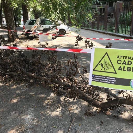 CasaPound torna in corso Dante contro la caduta degli alberi