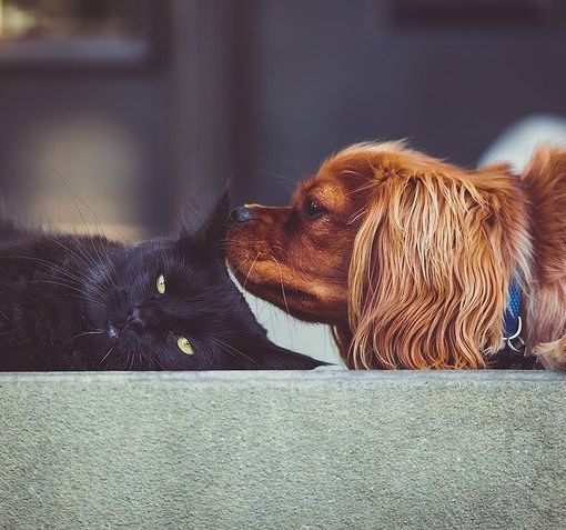 &quot;Cittadini volontari per portare fuori i cani di chi non può uscire&quot;: così Torino si prende cura degli amici a quattro zampe