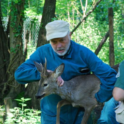 Liberati in località Cevrè quattro giovani caprioli