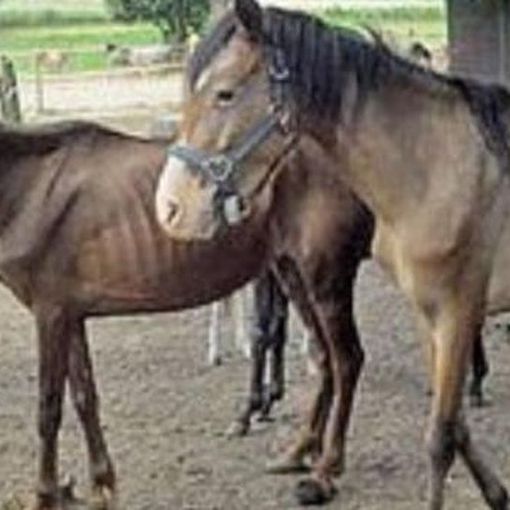 Maltrammenti di animali in una fattoria di San Benigno, anche il giudice si commuove