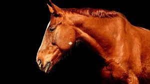 Morto in un incidente il cavallo di una carrozza turistica, Oipa: &quot;E' tempo di vietarle in tutta Italia&quot;