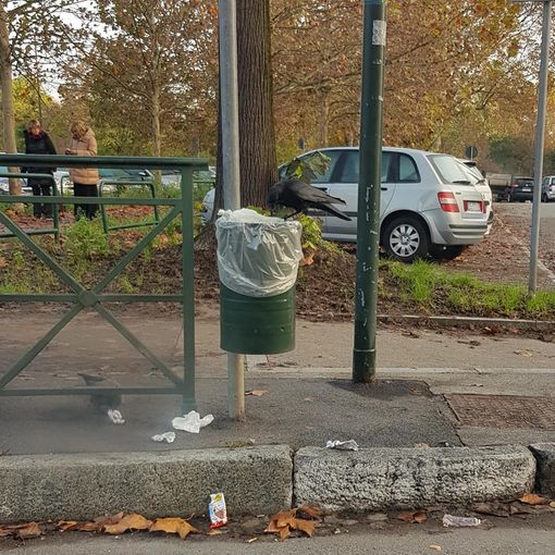 Cestini intasati, la Circoscrizione 4 chiede gli “anti-corvo”