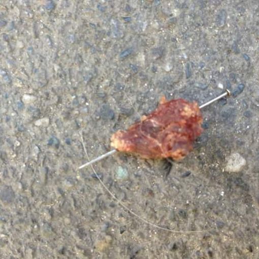 Bocconi-trappola a Mirafiori, padrone col cane trova chiodi nella carne