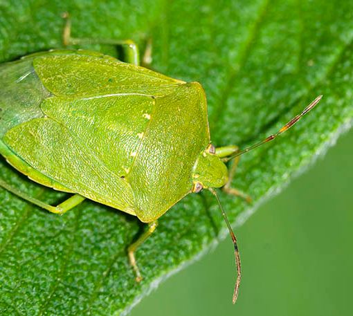 Cimice verde e cimice asiatica nelle case torinesi. Come gestire il fenomeno