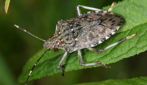 Cimice asiatica: in provincia di Torino i danni alle nocciole arrivano al 40%
