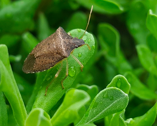 Il clima mite fa scattare l'allarme delle cimici, con un nuovo &quot;nemico&quot;