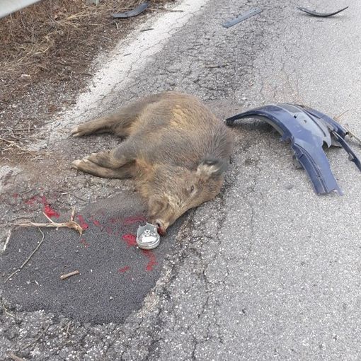Stupinigi, in un incidente stradale travolto e ucciso un cucciolo di cinghiale