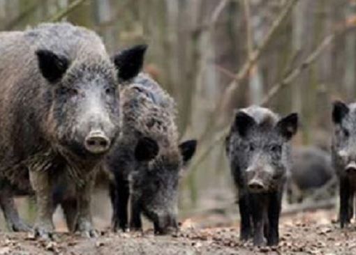 Fauna selvatica, Carenini (Cia Piemonte): &quot;Ci vorrebbe Figliuolo anche per risolvere l'emergenza cinghiali&quot;