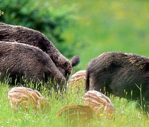 Contenimento fauna selvatica, Coldiretti Piemonte: &quot;Ora l’imprenditore agricolo ha un ruolo centrale&quot;