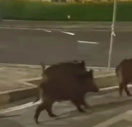 Fuori programma a Moncalieri, gruppo di cinghiali a passeggio in Borgo Navile