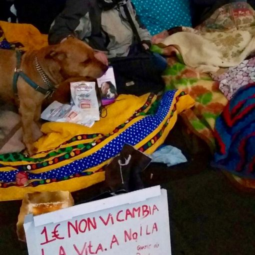 Via gli animali a chi chiede l'elemosina, Torino sospende la modifica al regolamento
