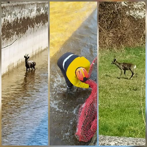 capriolo in un canale