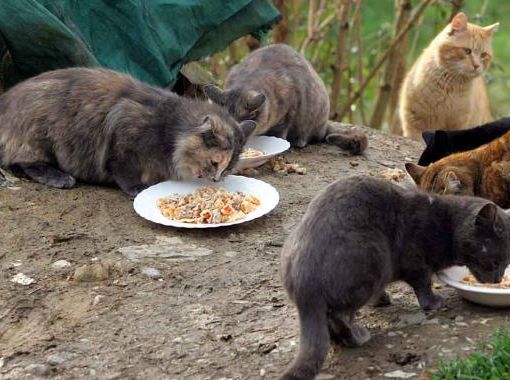 Torino cerca gattare per le oltre 400 colonie feline della Città: ecco come candidarsi
