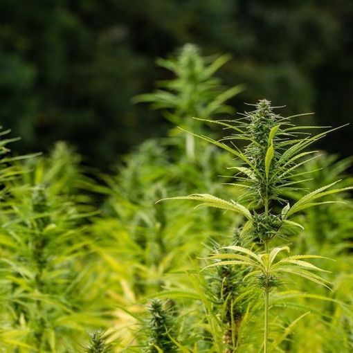 Sì dal Consiglio regionale al sostengo della coltivazione di cannabis sativa