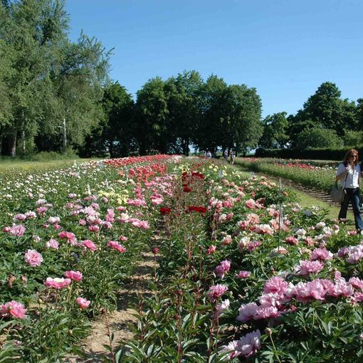A Carmagnola ritorna l'appuntamento con “Peonie in Fiore”