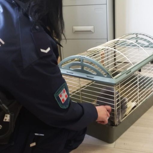 Coniglietto abbandonato viene salvato dai vigili urbani di Nichelino
