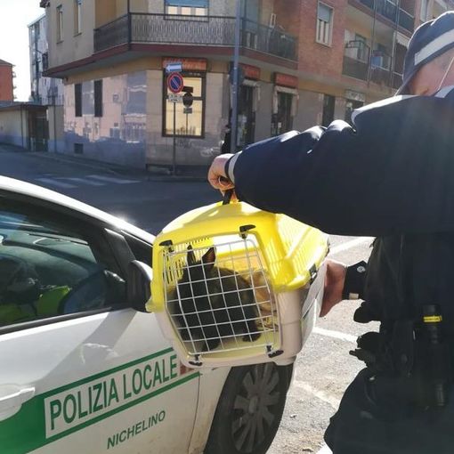 il coglio salvato dai vigili di Nichelino