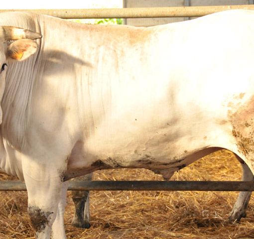 Terza Edizione della ”Festa della Carne” di razza piemontese