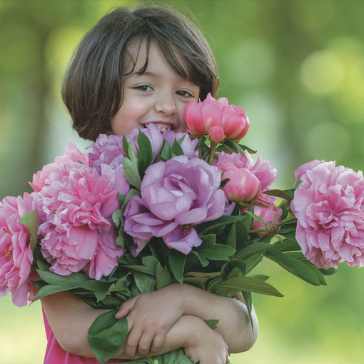 A Carmagnola, torna Peonie in fiore: esposte oltre 4 mila piante