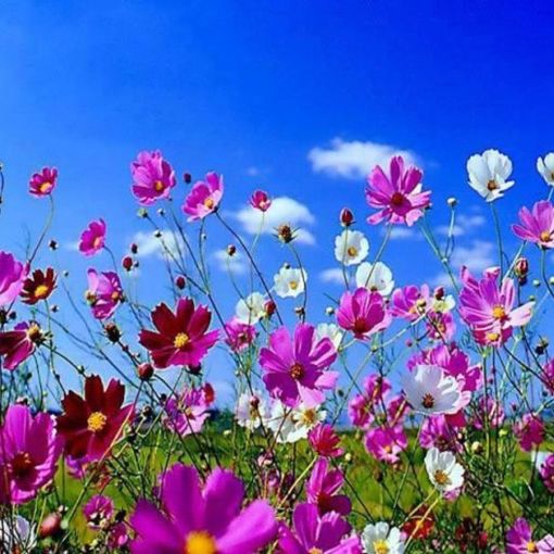 Alla Matteotti-Pellico di Cavoretto un flash mob e tante iniziative per celebrare l'ambiente e il primo giorno di primavera
