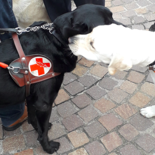 L'iniziativa organizzata in occasione della Giornata del Cane Guida a Torino