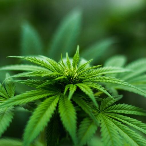 Seminterrato trasformato in “fabbrica” di marijuana: arrestato 55enne