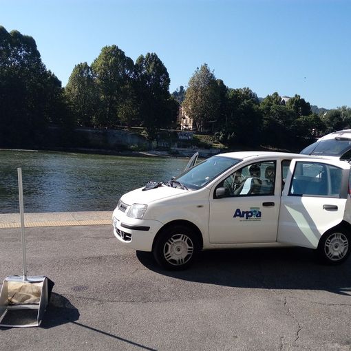 Il Po dice &quot;trentatré&quot;: torna nel fiume l'&quot;alga&quot; infestante Myrophillum