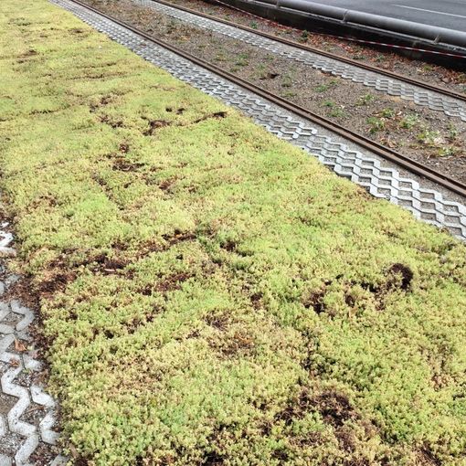 Erba al posto dell'asfalto: in corso Giulio Cesare la corsia del tram diventa verde 