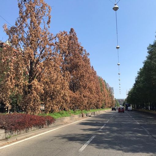 Interventi sulle alberate: riqualificazione nei corsi Mediterraneo e Castelfidardo, lavori in corso Cosenza