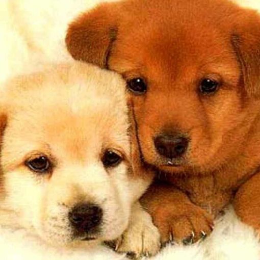 Traffico di cuccioli, il Tribunale di Torino assolve due allevatori ungheresi e il titolare di un negozio di cani del pinerolese