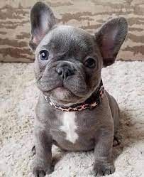 cucciolo di bulldog