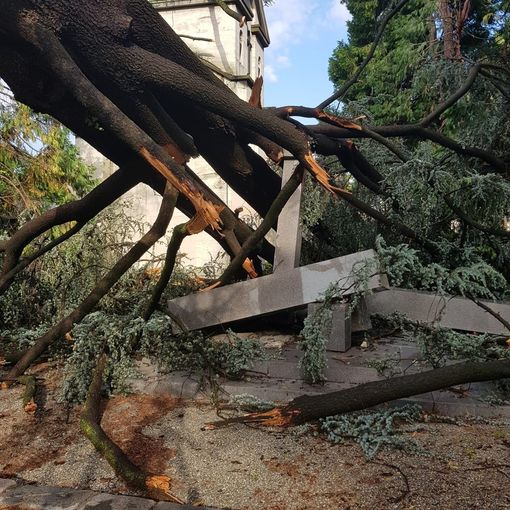 Maltempo, alberi crollano al cimitero Monumentale: tombe danneggiate
